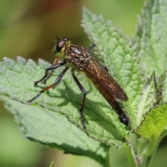 Zosteria rosevillensis (A robber fly) at Acton, ACT - 4 Jan 2023 by RodDeb