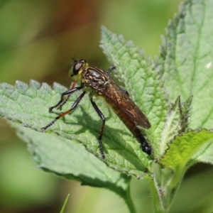 Zosteria rosevillensis at Acton, ACT - 4 Jan 2023 01:08 PM