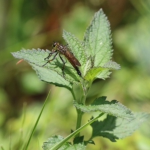Zosteria rosevillensis at Acton, ACT - 4 Jan 2023 01:08 PM