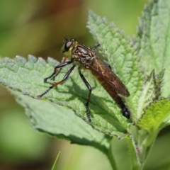 Zosteria rosevillensis at Acton, ACT - 4 Jan 2023 01:08 PM