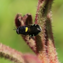 Odontomyia hunteri (Soldier fly) at ANBG - 4 Jan 2023 by RodDeb