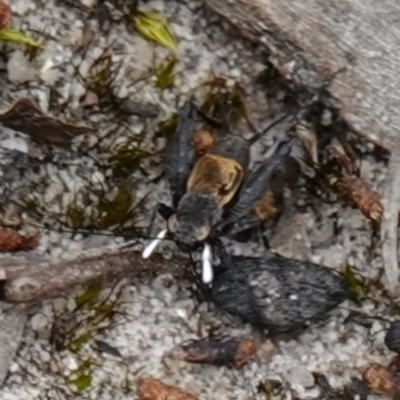 Bobilla killara (Pygmy Cricket) at Sassafras, NSW - 30 Nov 2022 by RobG1