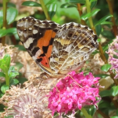 Vanessa kershawi (Australian Painted Lady) at Acton, ACT - 4 Jan 2023 by RodDeb