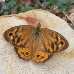 Heteronympha merope (Common Brown Butterfly) at ANBG - 4 Jan 2023 by RodDeb