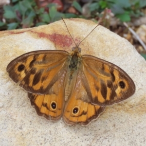 Heteronympha merope at Acton, ACT - 4 Jan 2023 01:30 PM