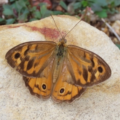 Heteronympha merope (Common Brown Butterfly) at ANBG - 4 Jan 2023 by RodDeb