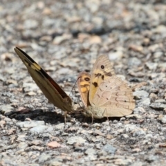 Heteronympha merope at Acton, ACT - 4 Jan 2023 01:30 PM