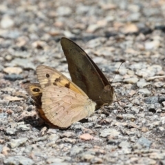 Heteronympha merope at Acton, ACT - 4 Jan 2023 01:30 PM