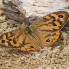 Heteronympha merope at Acton, ACT - 4 Jan 2023