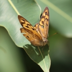 Heteronympha merope at Acton, ACT - 4 Jan 2023 01:30 PM