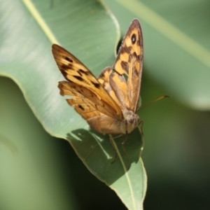 Heteronympha merope at Acton, ACT - 4 Jan 2023