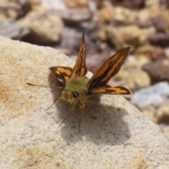 Ocybadistes walkeri (Green Grass-dart) at ANBG - 4 Jan 2023 by RodDeb