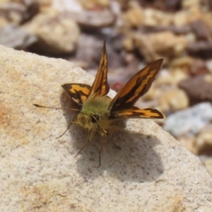 Ocybadistes walkeri at Acton, ACT - 4 Jan 2023