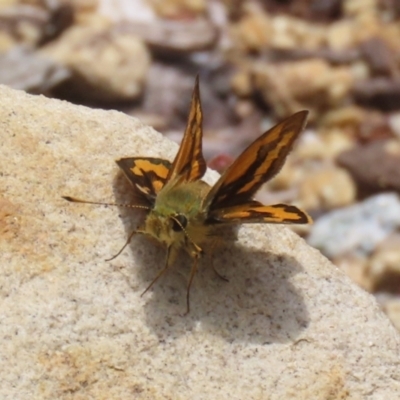 Ocybadistes walkeri (Green Grass-dart) at Acton, ACT - 4 Jan 2023 by RodDeb