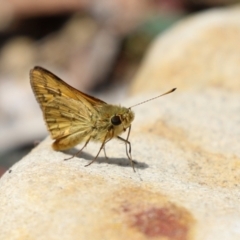 Ocybadistes walkeri at Acton, ACT - 4 Jan 2023