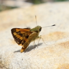 Ocybadistes walkeri at Acton, ACT - 4 Jan 2023 01:09 PM