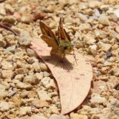 Ocybadistes walkeri at Acton, ACT - 4 Jan 2023