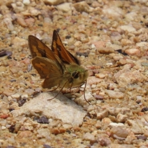 Ocybadistes walkeri at Acton, ACT - 4 Jan 2023