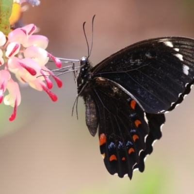 Papilio aegeus (Orchard Swallowtail, Large Citrus Butterfly) at Acton, ACT - 4 Jan 2023 by RodDeb