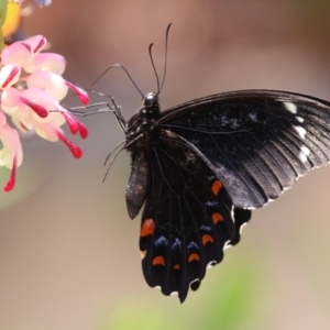 Papilio aegeus at Acton, ACT - 4 Jan 2023