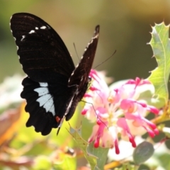 Papilio aegeus at Acton, ACT - 4 Jan 2023 01:51 PM