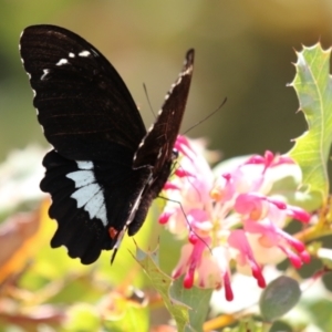 Papilio aegeus at Acton, ACT - 4 Jan 2023 01:51 PM