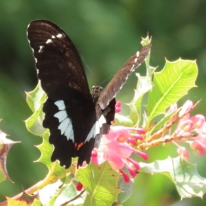 Papilio aegeus at Acton, ACT - 4 Jan 2023