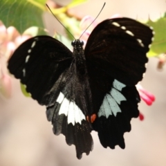 Papilio aegeus at Acton, ACT - 4 Jan 2023