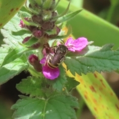 Lipotriches (Austronomia) phanerura (Halictid Bee) at Acton, ACT - 4 Jan 2023 by RodDeb