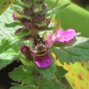 Lipotriches (Austronomia) phanerura at Acton, ACT - 4 Jan 2023