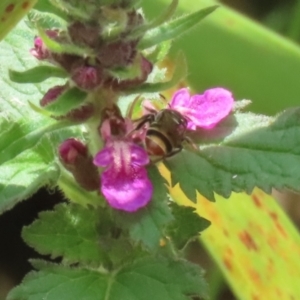 Lipotriches (Austronomia) phanerura at Acton, ACT - 4 Jan 2023