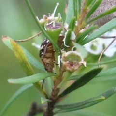 Paropsis pictipennis (Tea-tree button beetle) at ANBG - 4 Jan 2023 by RodDeb