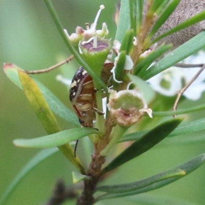 Paropsis pictipennis (Tea-tree button beetle) at ANBG - 4 Jan 2023 by RodDeb