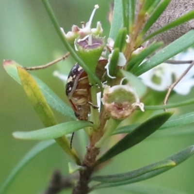 Paropsis pictipennis (Tea-tree button beetle) at Acton, ACT - 4 Jan 2023 by RodDeb