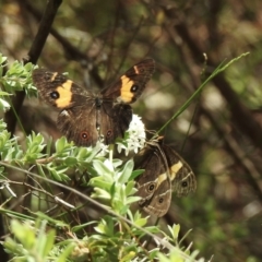 Tisiphone abeona (Varied Sword-grass Brown) at Wingello, NSW - 1 Jan 2023 by GlossyGal