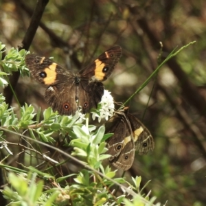 Tisiphone abeona at Wingello, NSW - 1 Jan 2023