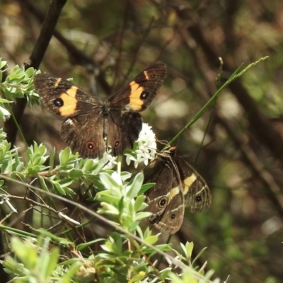Tisiphone abeona (Varied Sword-grass Brown) at Wingello, NSW - 1 Jan 2023 by GlossyGal