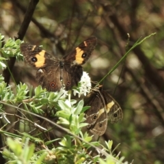Tisiphone abeona (Varied Sword-grass Brown) at Wingecarribee Local Government Area - 1 Jan 2023 by GlossyGal