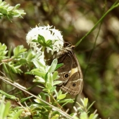 Tisiphone abeona at Wingello, NSW - 1 Jan 2023 12:49 PM