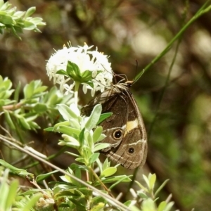 Tisiphone abeona at Wingello, NSW - 1 Jan 2023 12:49 PM