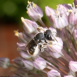 Megachile heliophila at Macgregor, ACT - 1 Jan 2023