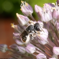 Megachile heliophila at Macgregor, ACT - 1 Jan 2023 by Roger