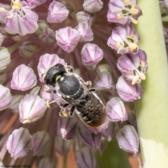 Megachile heliophila at Macgregor, ACT - 1 Jan 2023