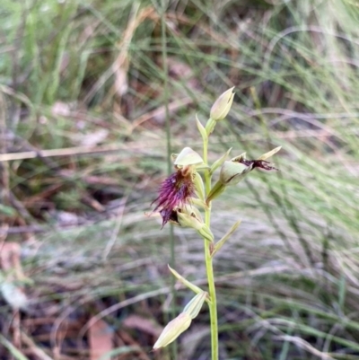 Calochilus paludosus (Strap Beard Orchid) at Wingecarribee Local Government Area - 7 Nov 2022 by Span102