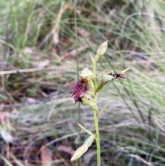 Calochilus paludosus (Strap Beard Orchid) at Mittagong, NSW - 7 Nov 2022 by Span102