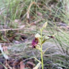 Calochilus paludosus at Mittagong, NSW - suppressed
