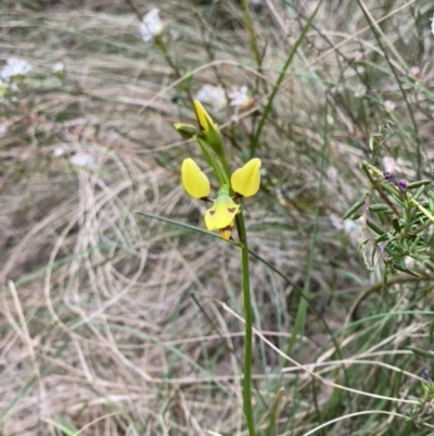 Diuris sulphurea (Tiger Orchid) at Wingecarribee Local Government Area - 17 Oct 2022 by Span102