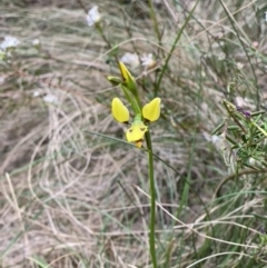 Diuris sulphurea (Tiger Orchid) at Mittagong, NSW - 17 Oct 2022 by Span102