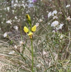 Diuris sulphurea at Mittagong, NSW - 17 Oct 2022