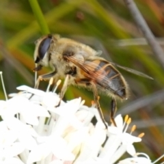 Unidentified Hover fly (Syrphidae) at Sassafras, NSW - 30 Nov 2022 by RobG1